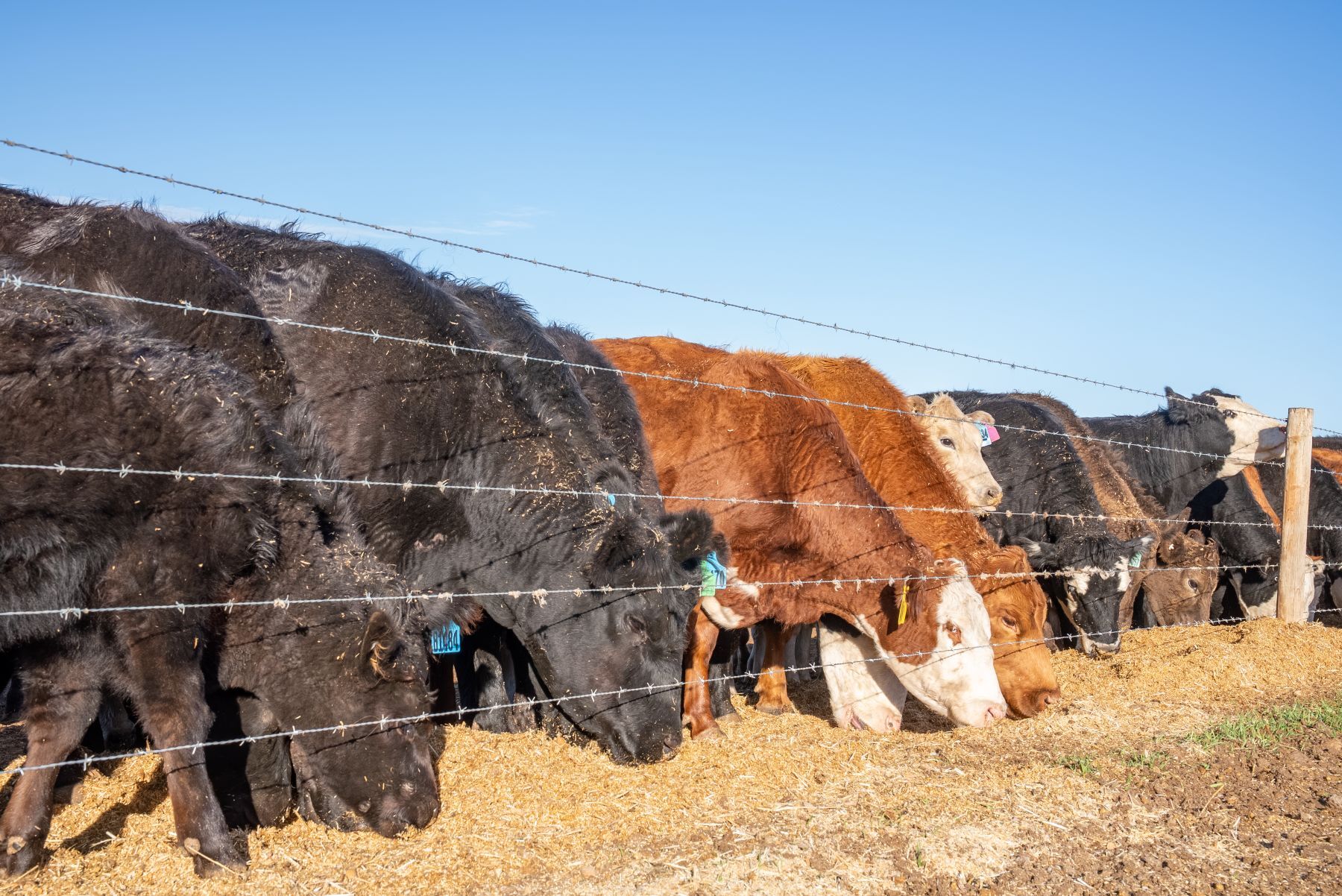 Which breeds led AuctionsPlus' cattle throughput in FY2025?