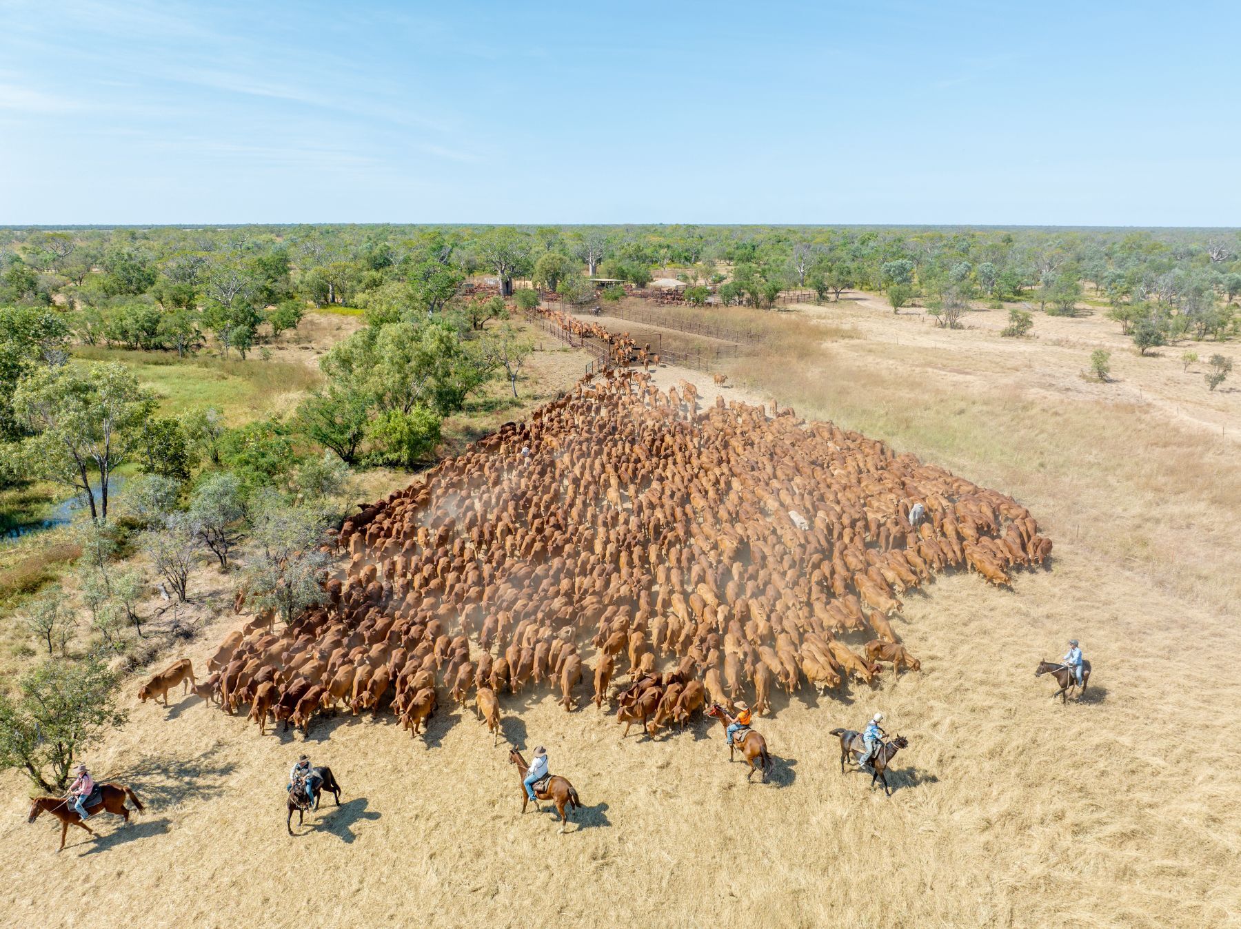 Australian beef exports – why are records continually broken?