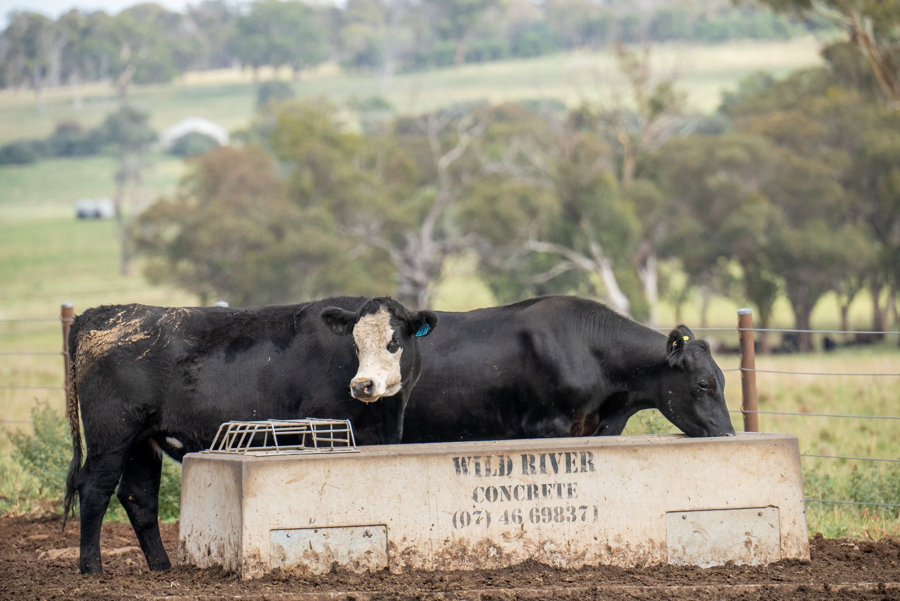Recent data release providing misleading signals back to the sector on the herd cycle