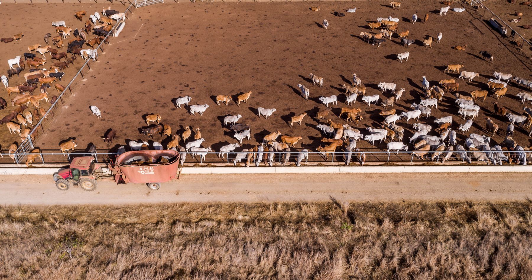 Grainfed cattle emissions overestimated by more than 50%