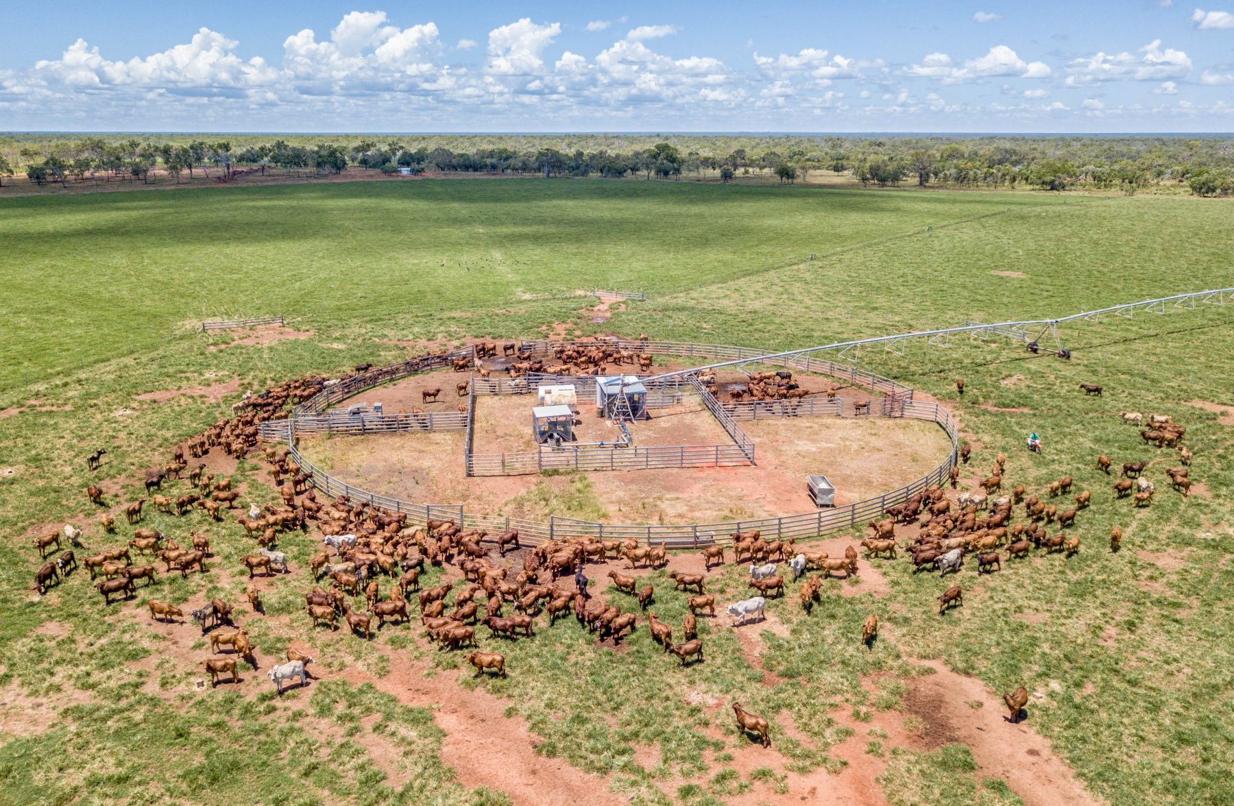 Beef exports still fuelled by global demand