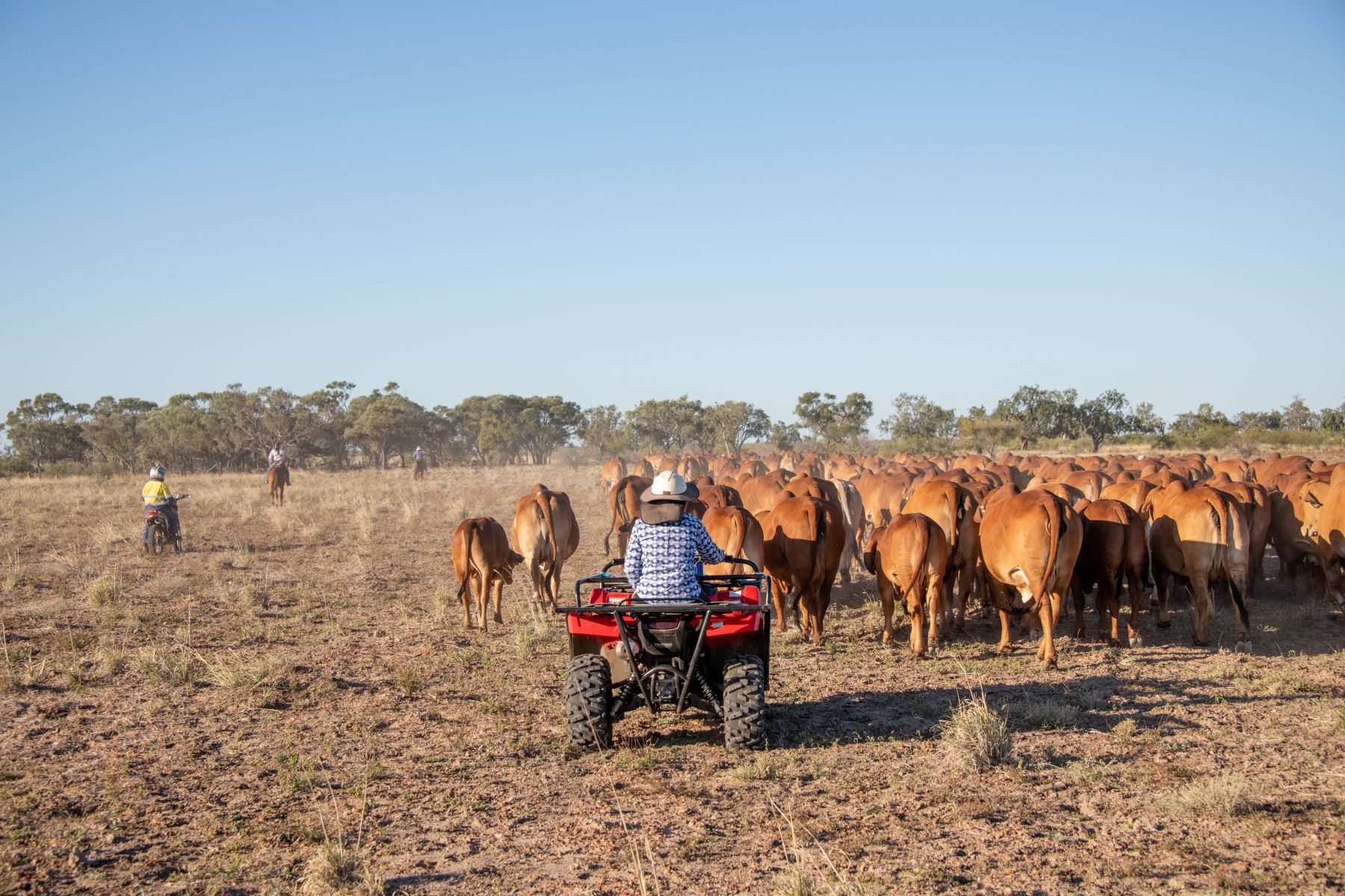 Quad bike standards saving lives as crackdown urged