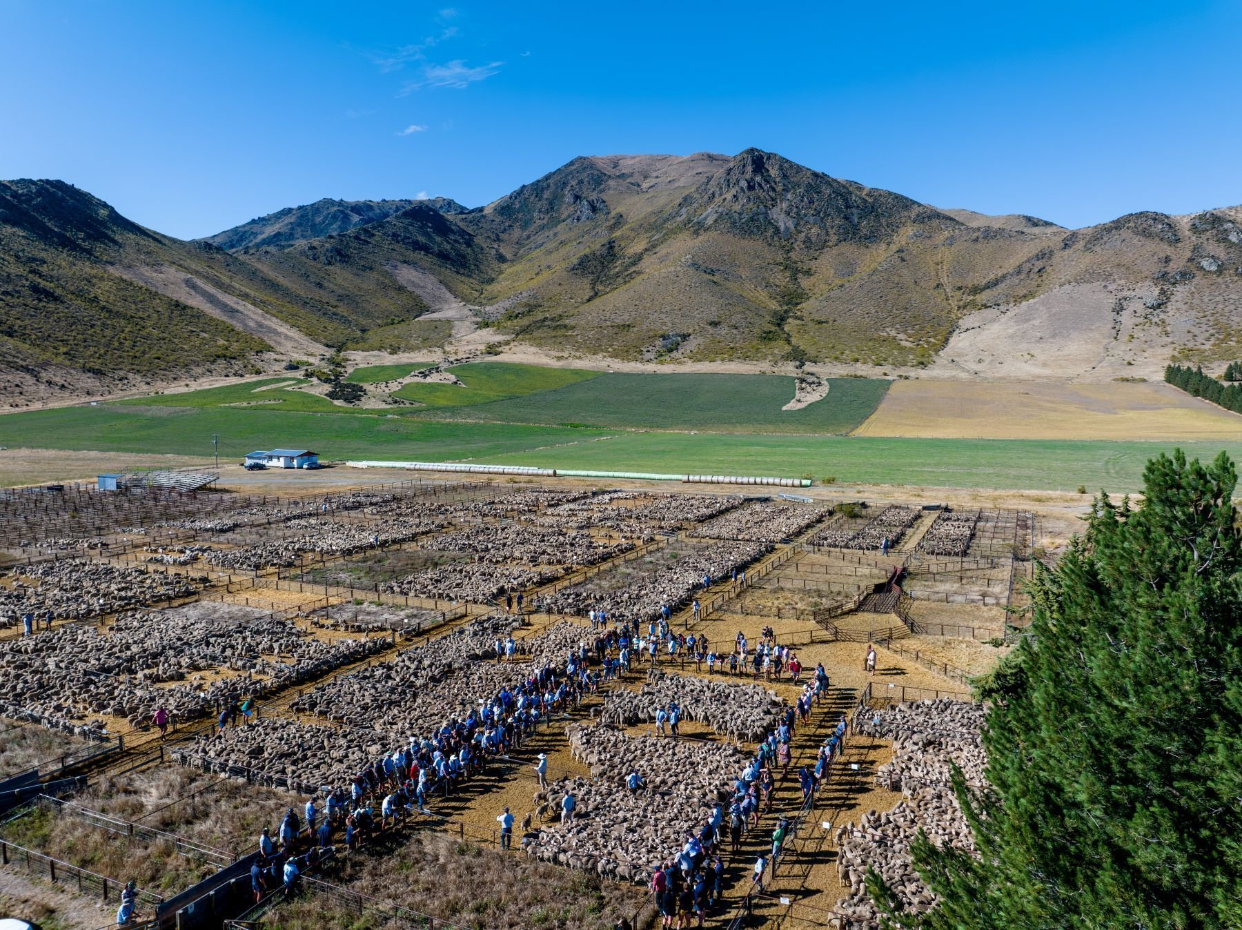 How 2025 lamb throughput compares with the long-term average
