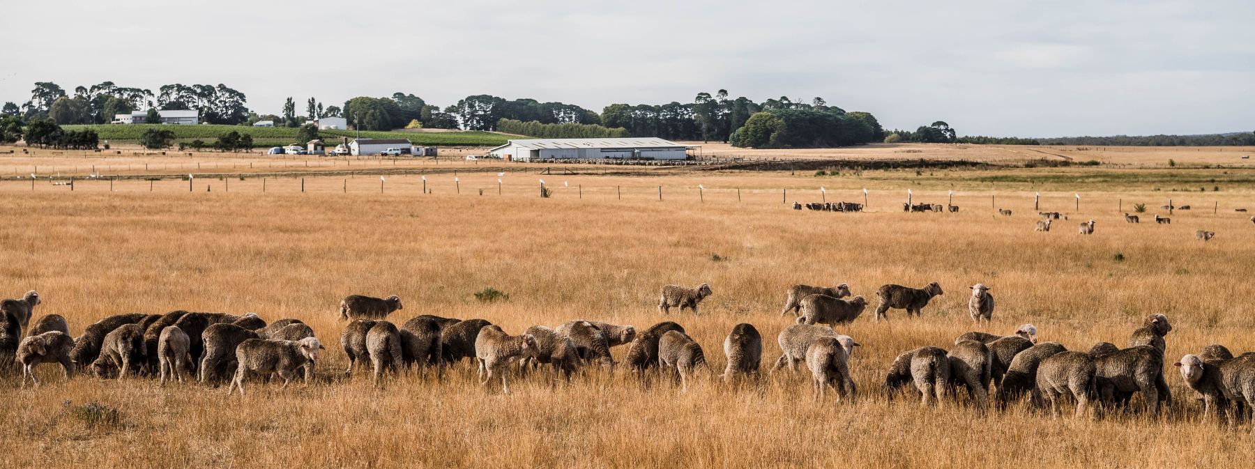 INDICATORS: Heifer prices continue to climb as increased supply tempers saleyard prices