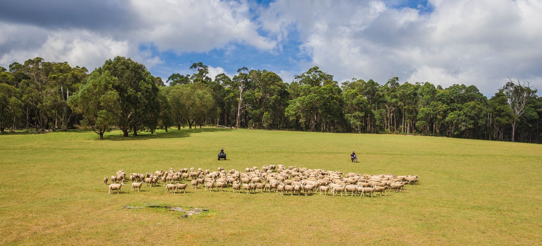 Wind or will? CDU project examines what drives sheep movements