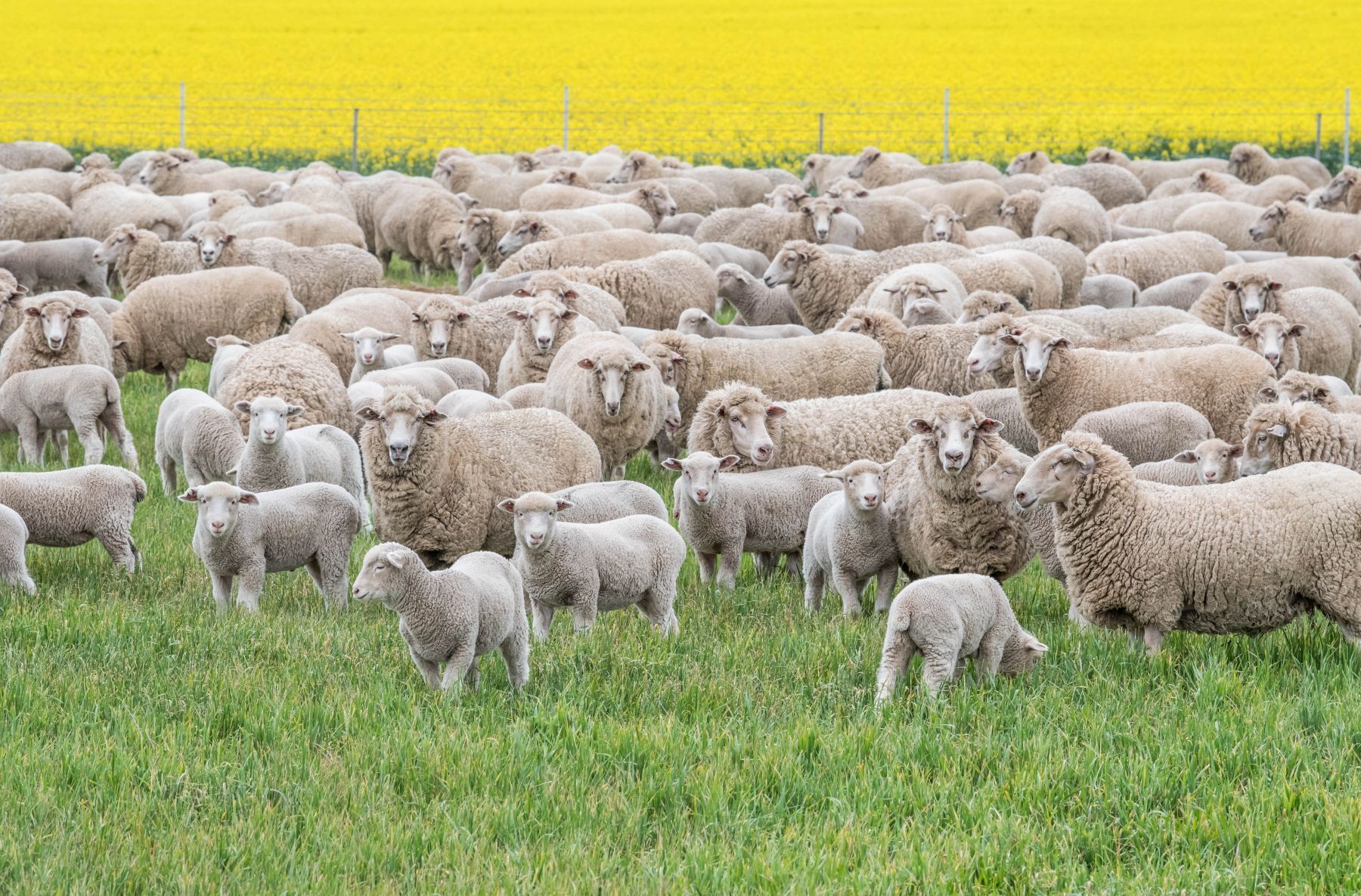 Don’t let FOMO override your business plan