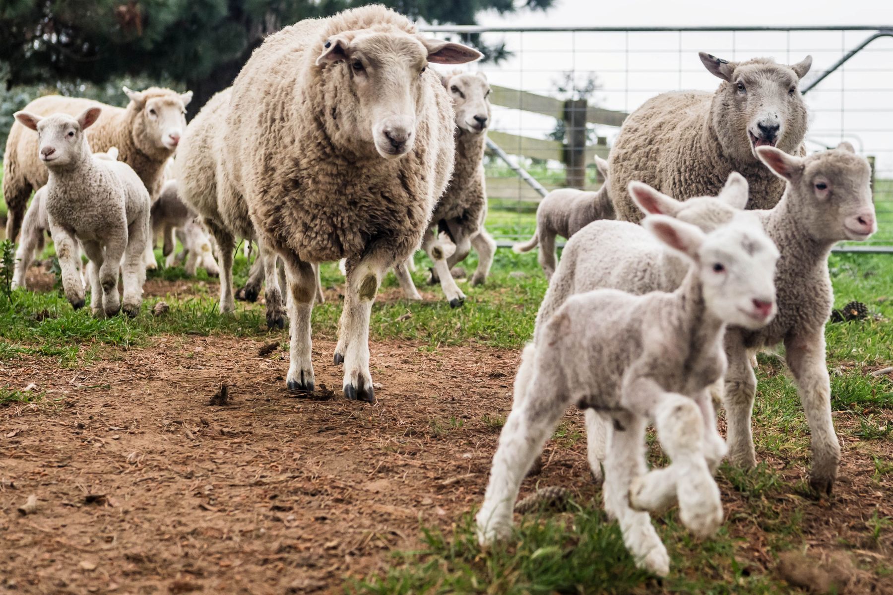 Producers plan flock reductions. Why?