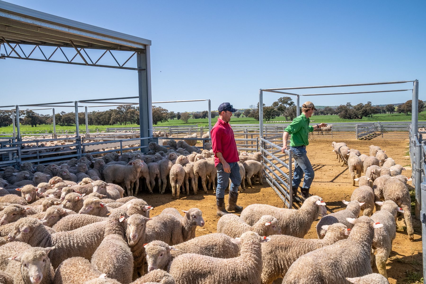 Central West buyers driving demand as sheep market stabilises