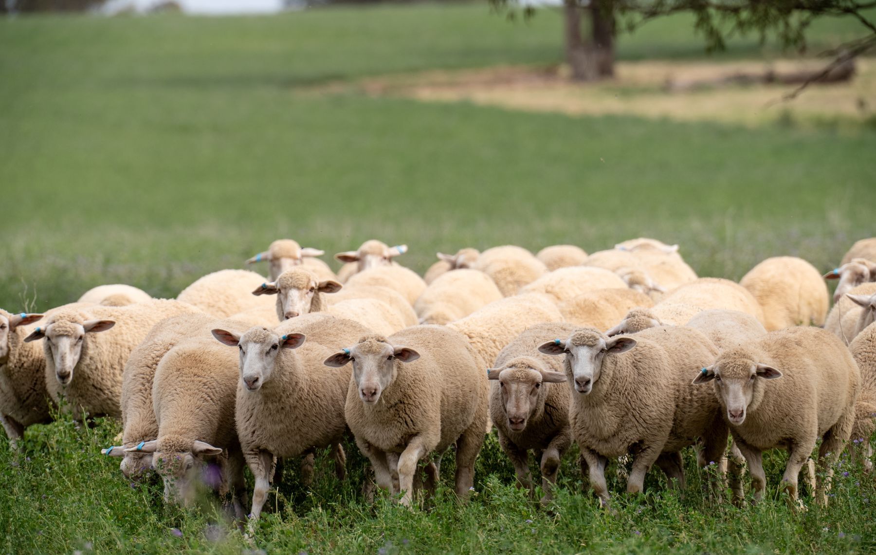 INDICATORS: Livestock prices ease as market steadies