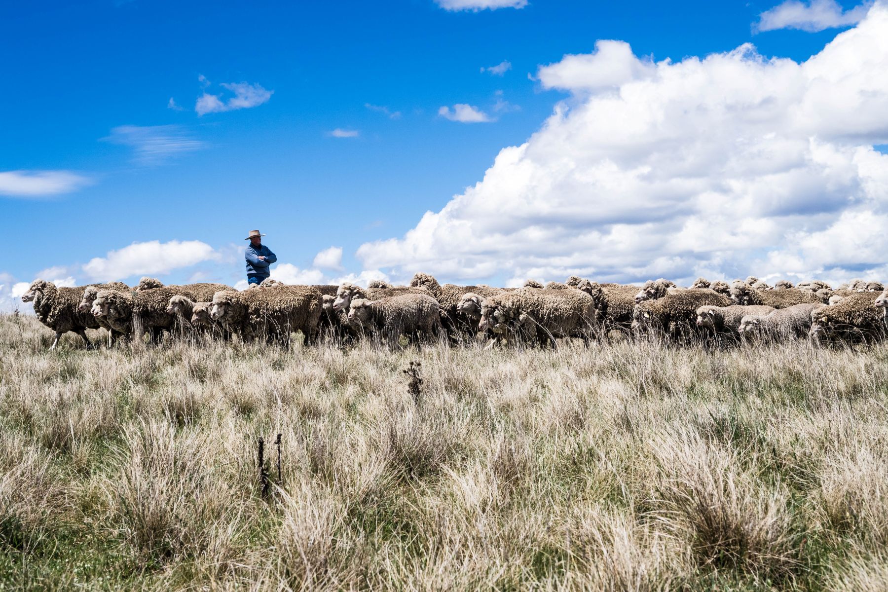 Sheep flock contracts as industry braces for tighter supply
