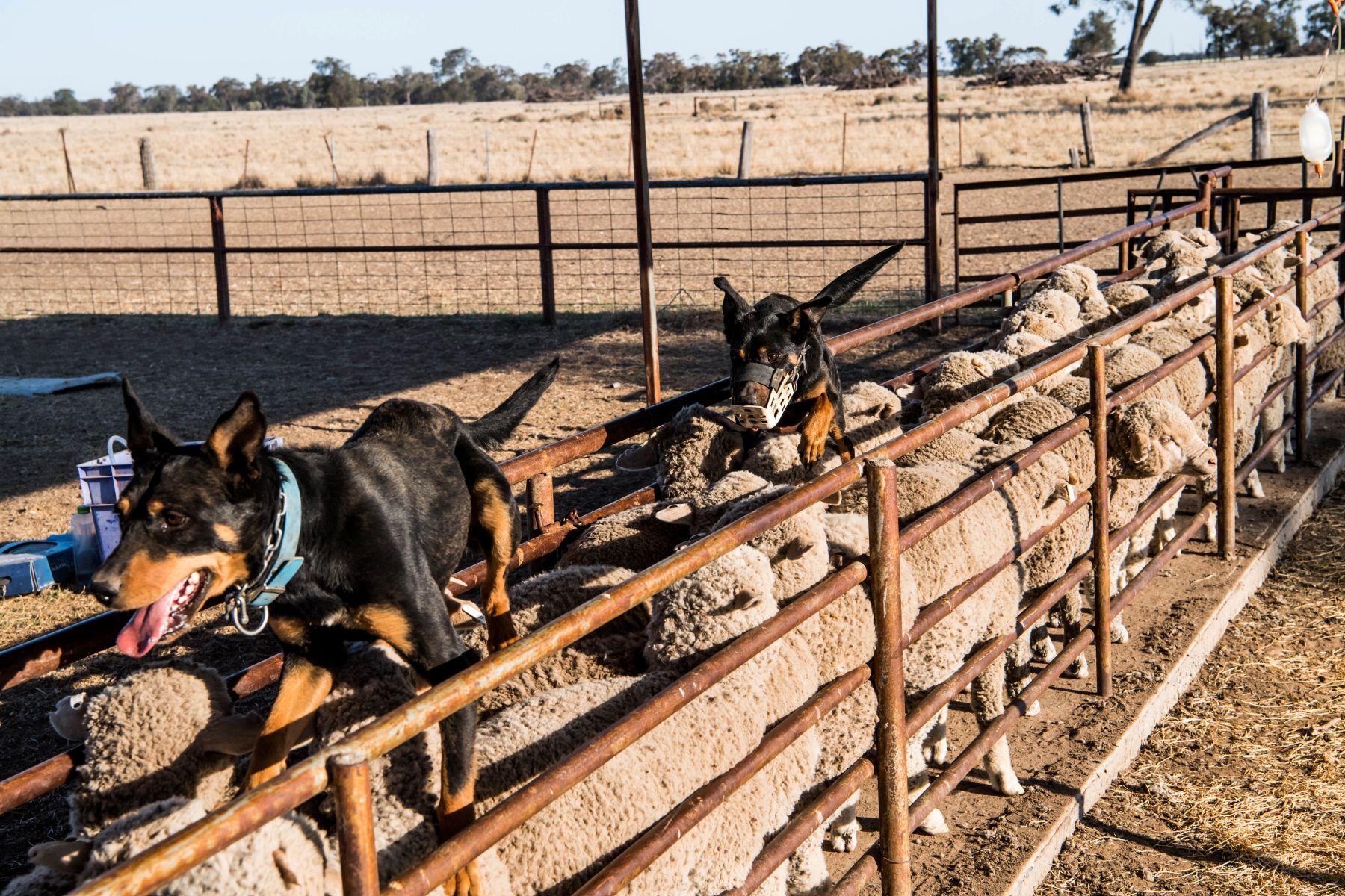 INDICATORS: Feeder heifer indicator continues to rise