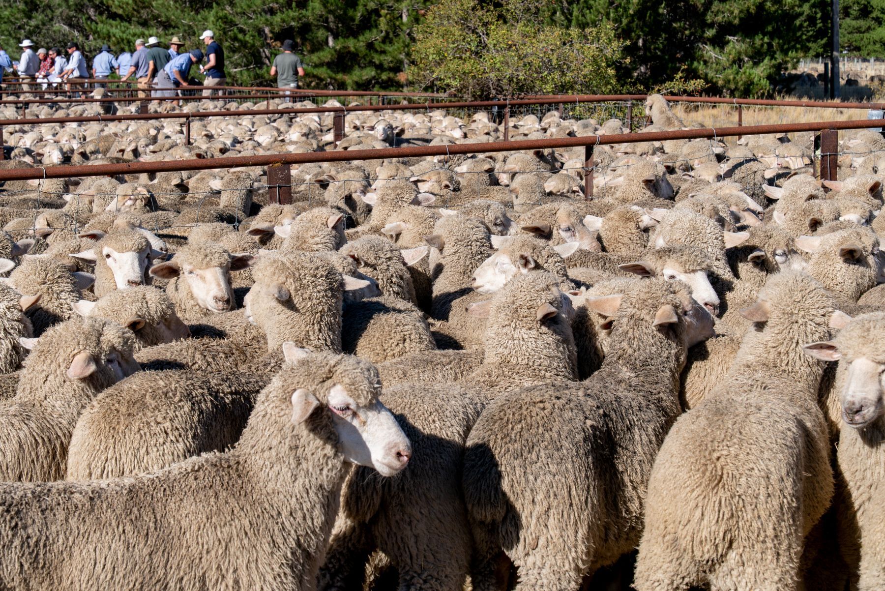 What’s driving the sheep and lamb yardings shift?
