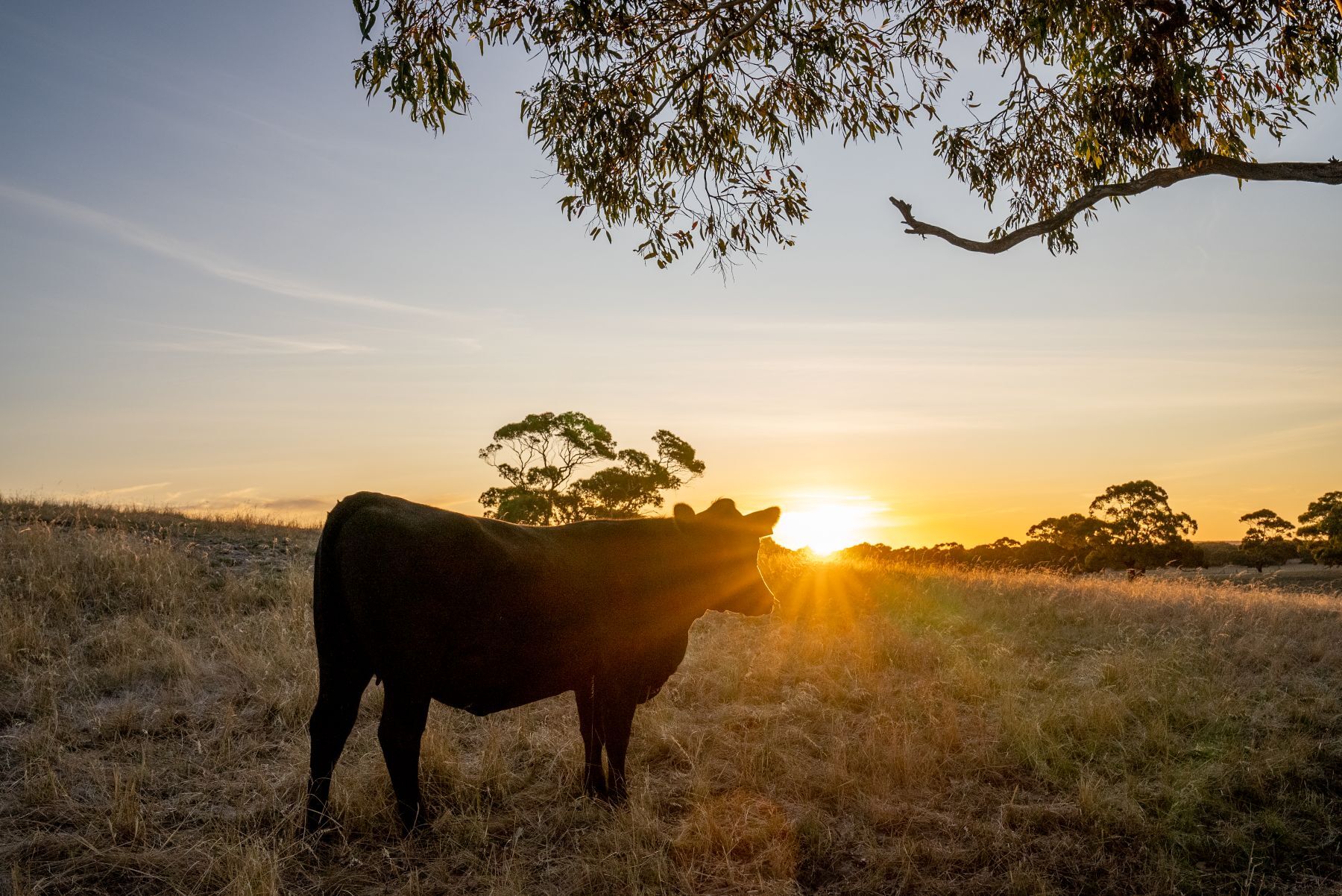 INDICATORS: Feeder heifer and processor cow prices lift