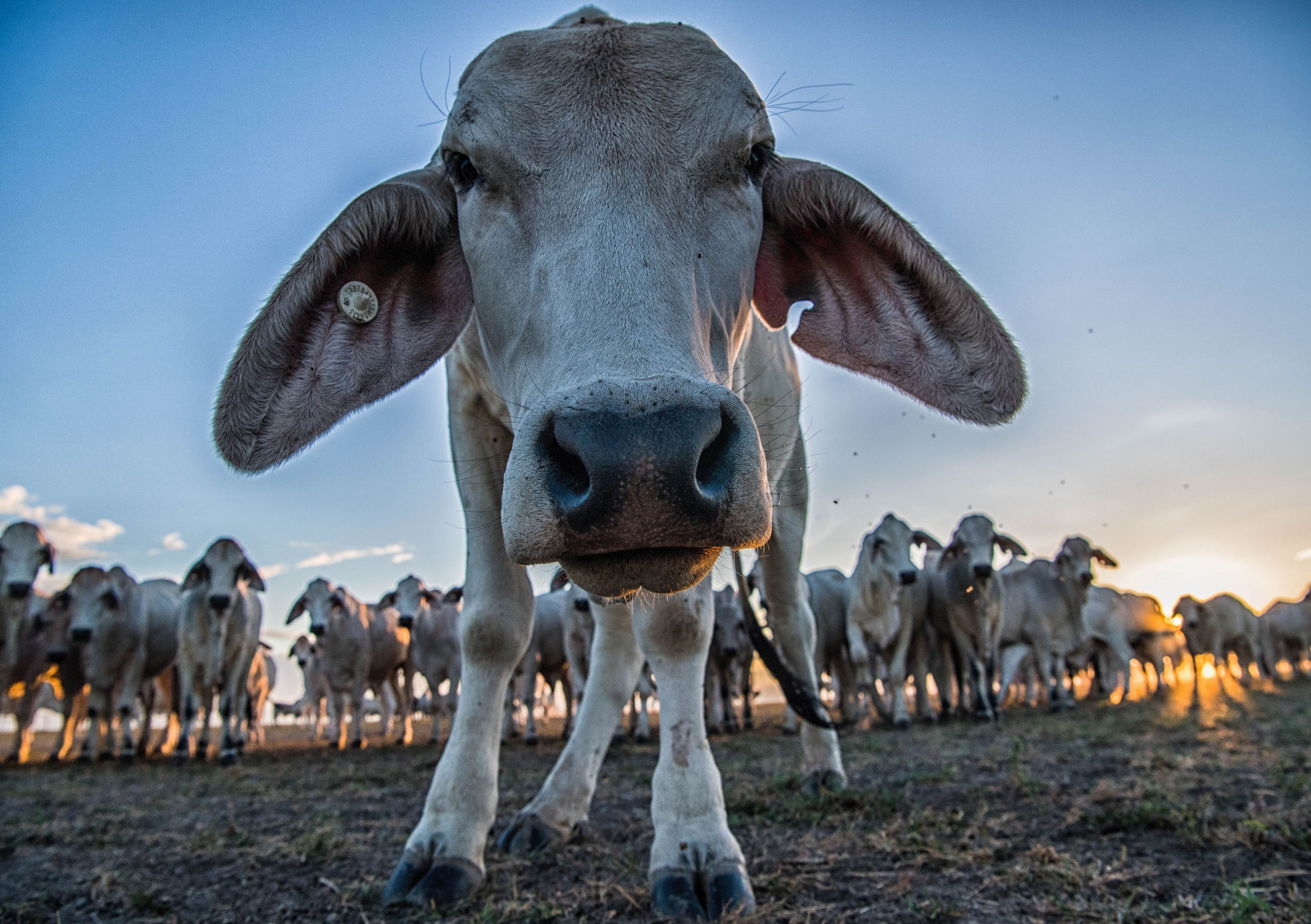 Brahman productivity and profitability on show during feedlot trial