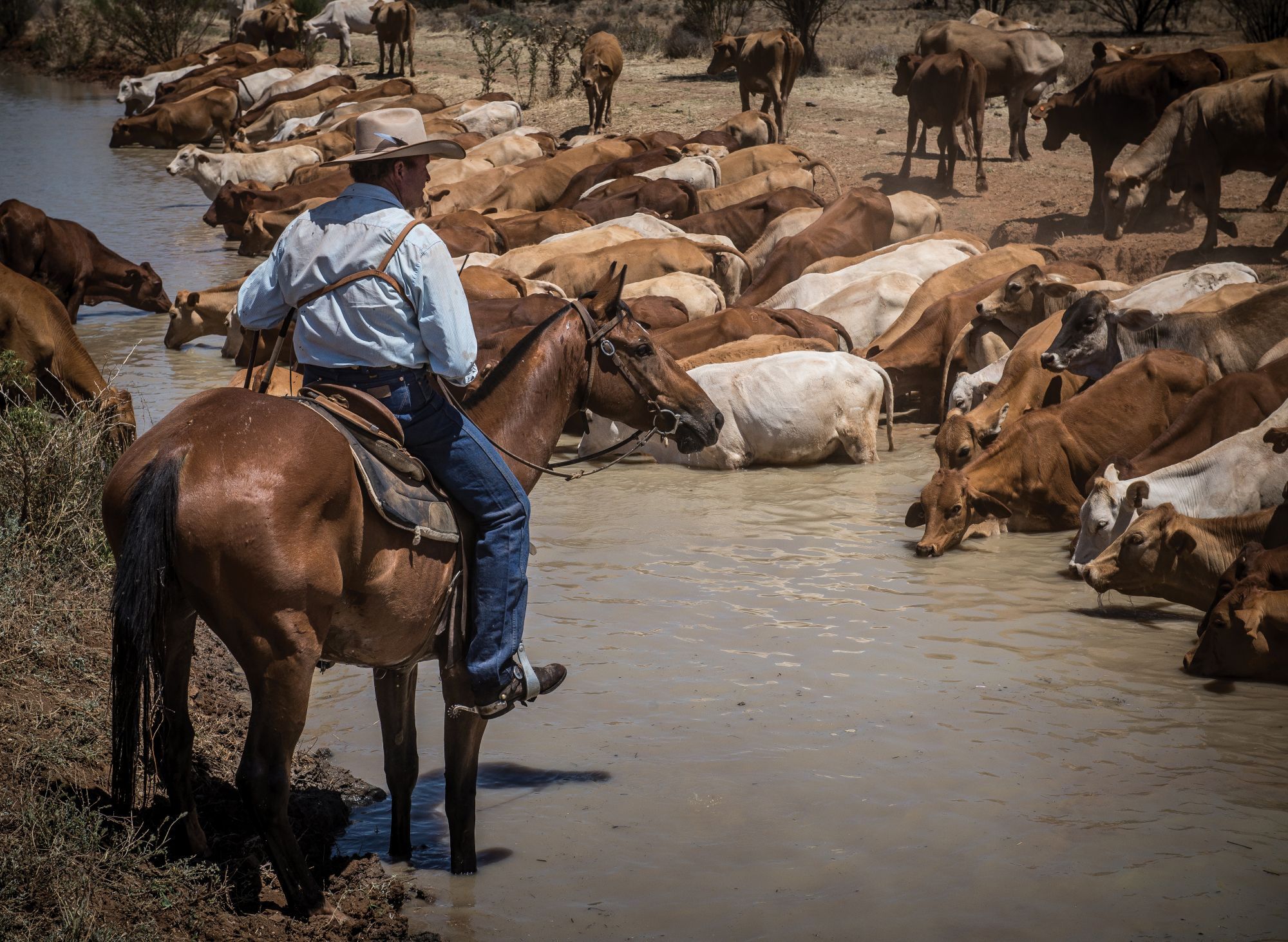 Weekly Cattle Market Report