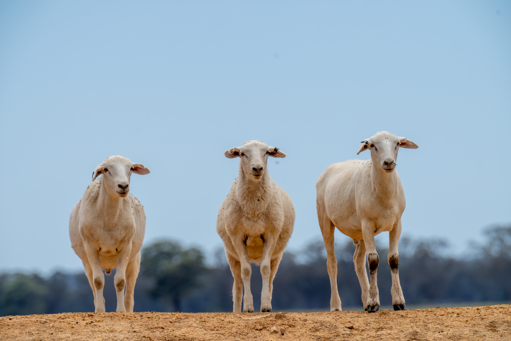 INDICATORS: Prices surge in strong week for livestock