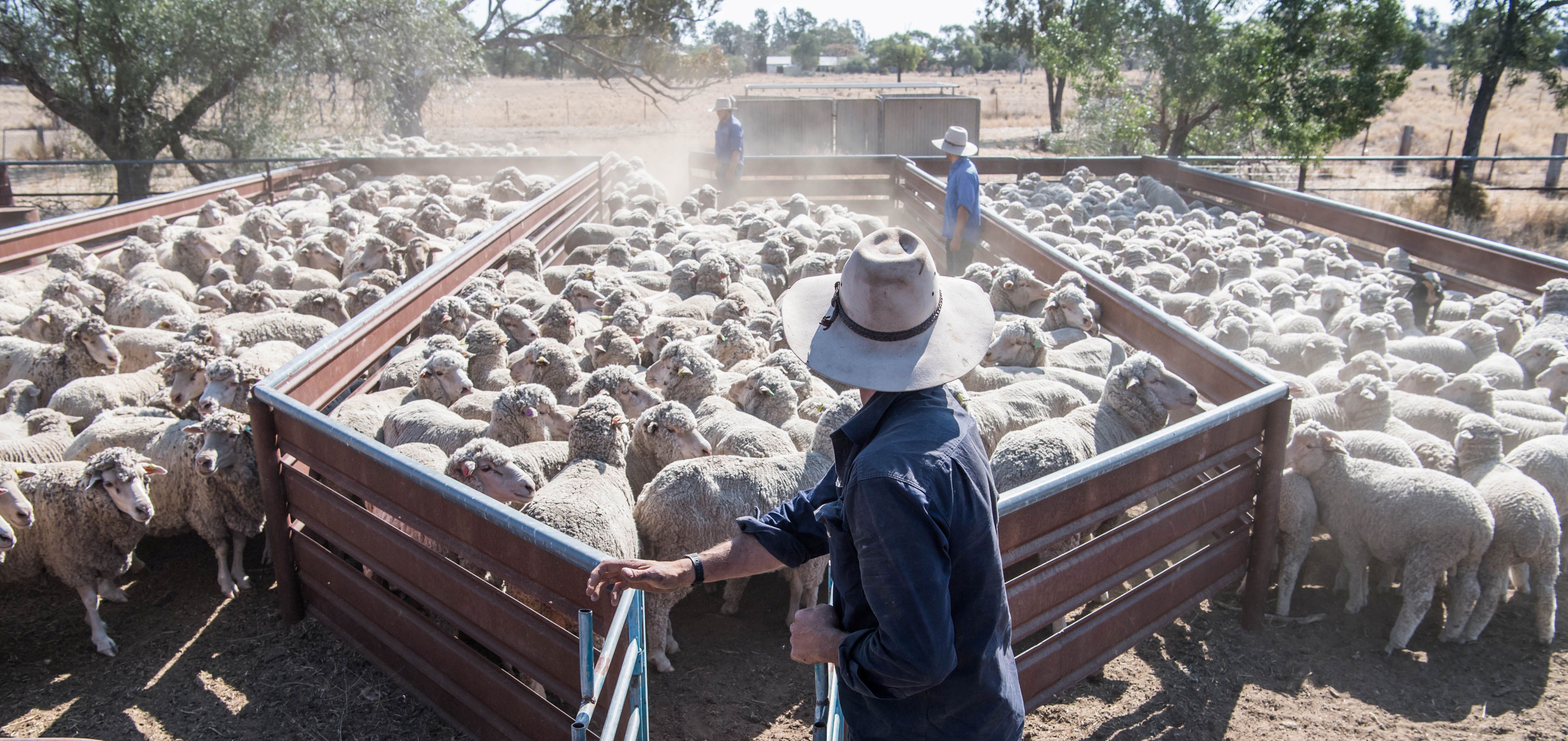 Digital market insights sharpen with new national sheep indicator