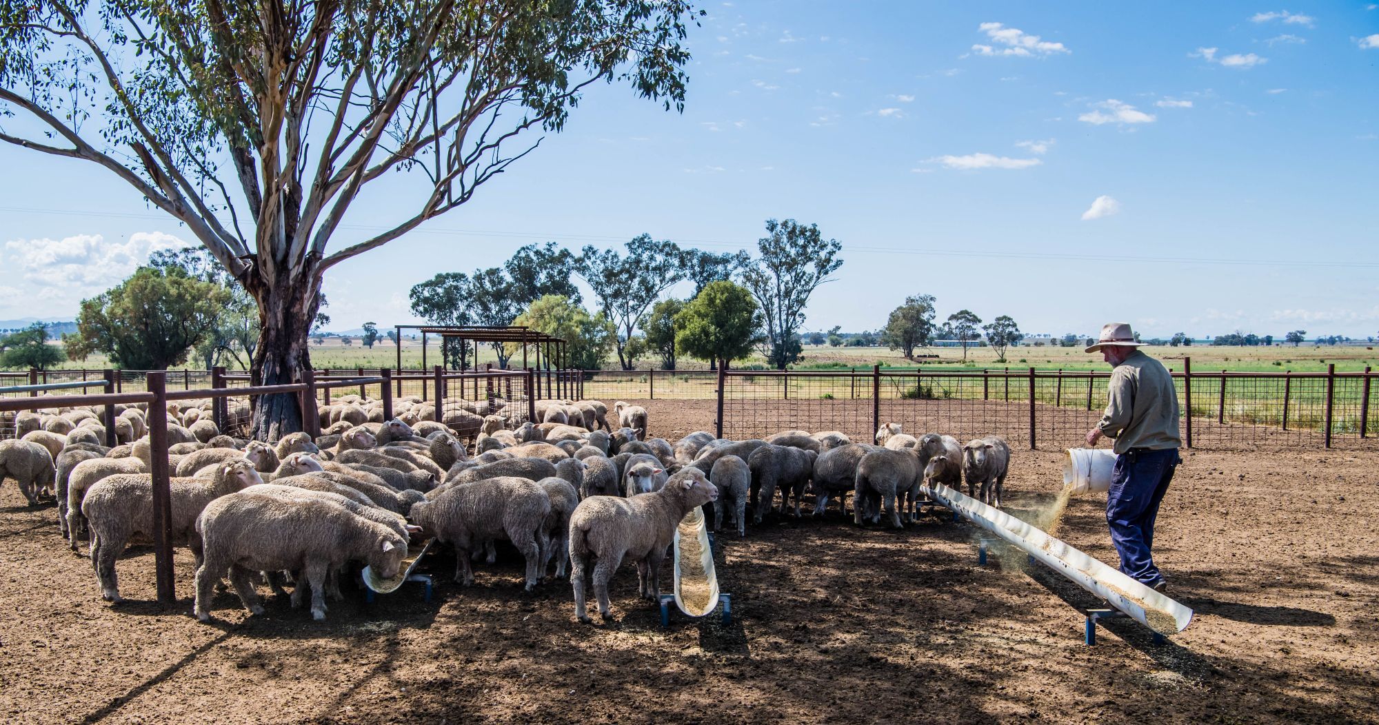 From drought to opportunity: What’s ahead for lamb producers?