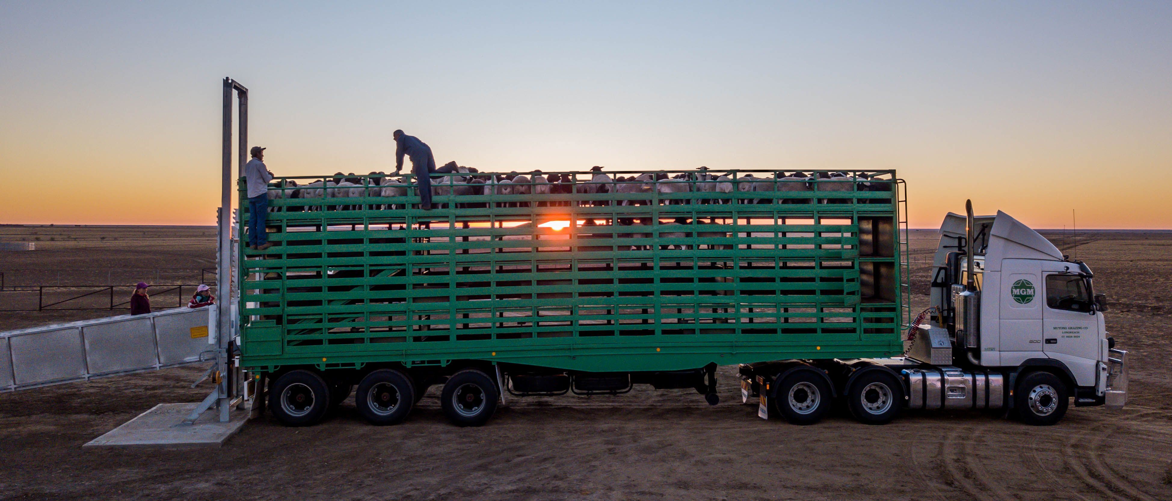 INDICATORS: New insights and lamb record falls twice in a week