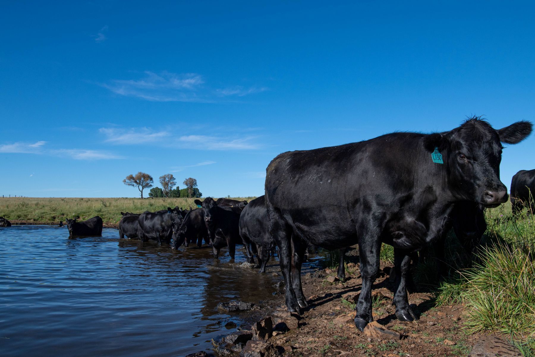 Smaller herd, record production. How?