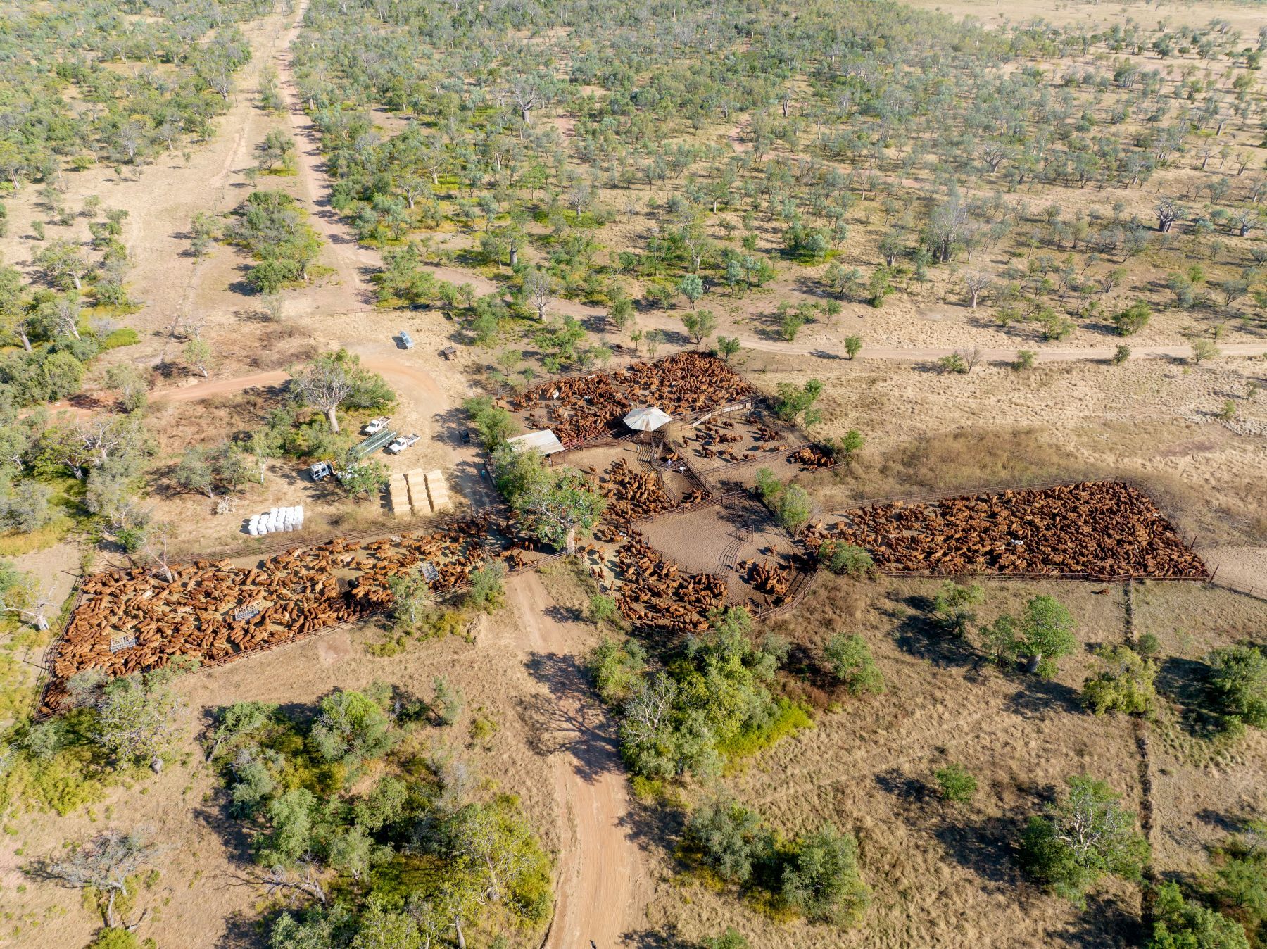 EU Lumpy Skin Outbreak a reminder of Australia’s vulnerability