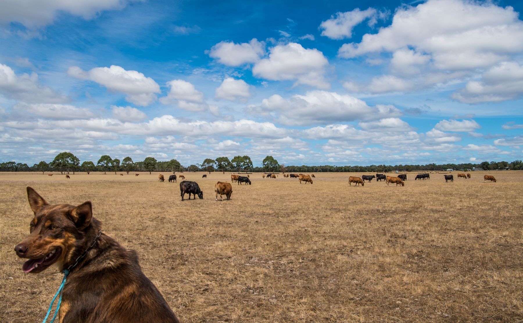 Korea’s beef safeguard triggered – has it affected demand?