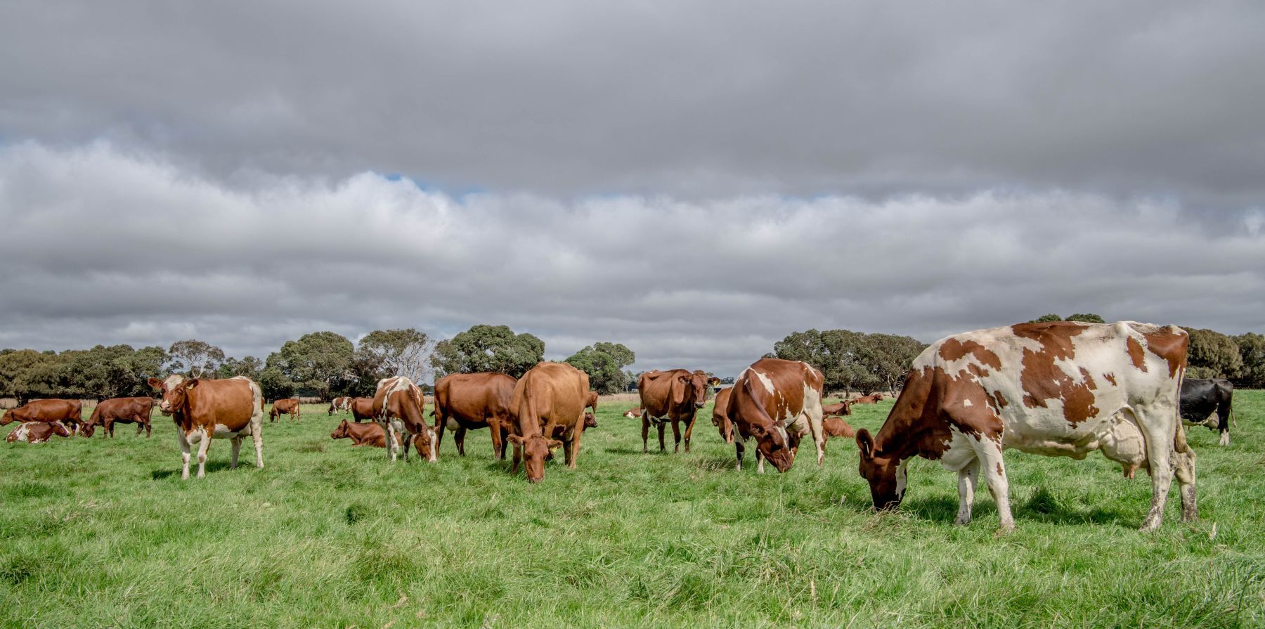 Weekly Cattle Market Report