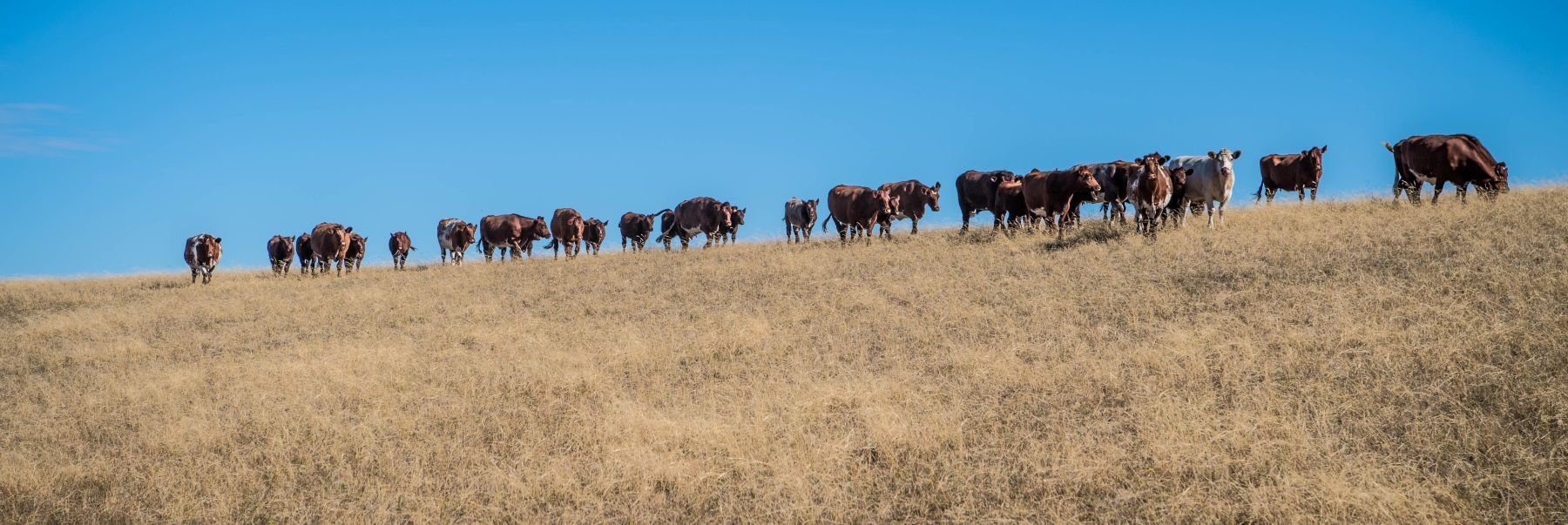 Southern herd rebuild hopes falter