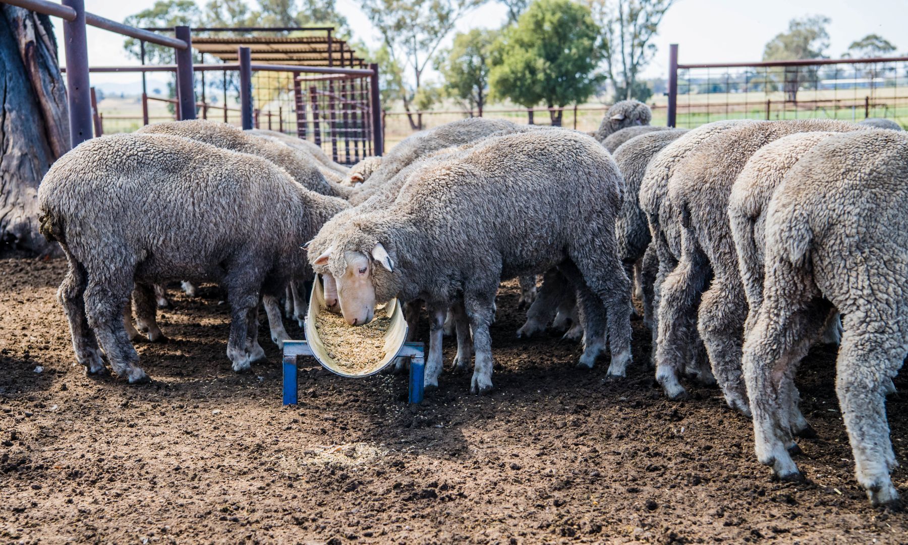 Drought spreads in Western NSW: BOM