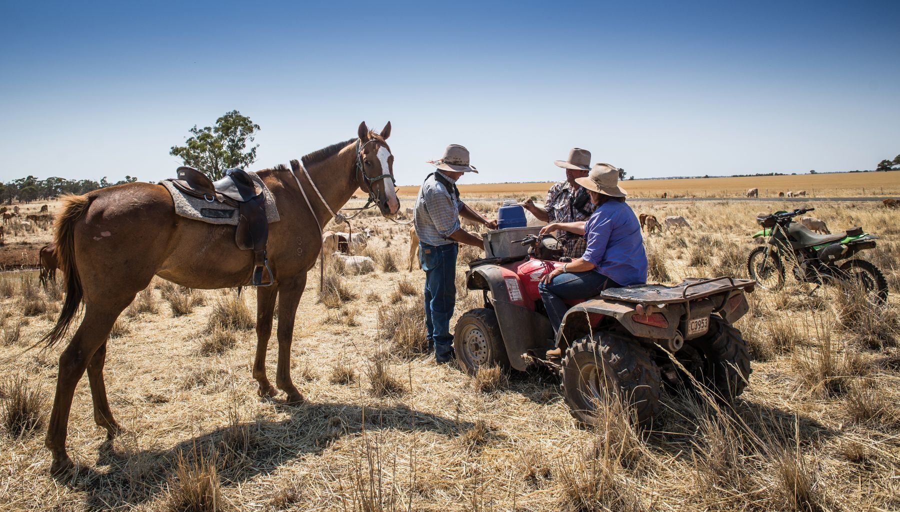 Beef producers top the charts for farmer optimism