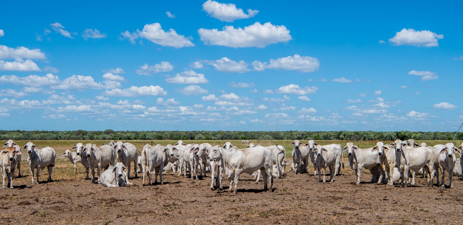 Global trade hungry for Aussie beef
