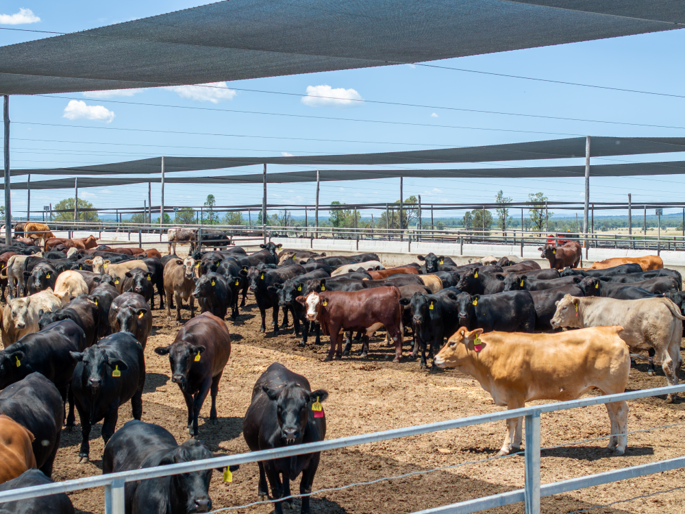 All cattle indicators break $3/kg for first time since 2022