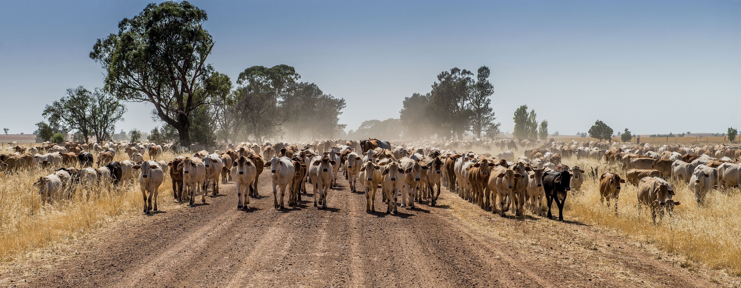 Is the $5/head cattle levy still doing its job? Industry review begins
