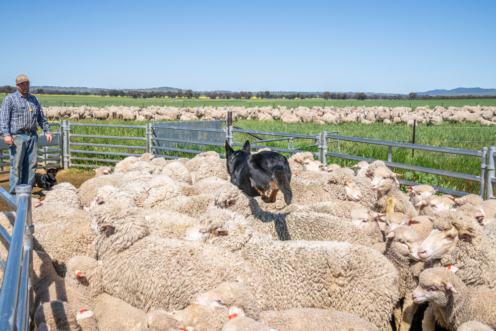 Flock liquidation consolidates as STR climbs into 2025