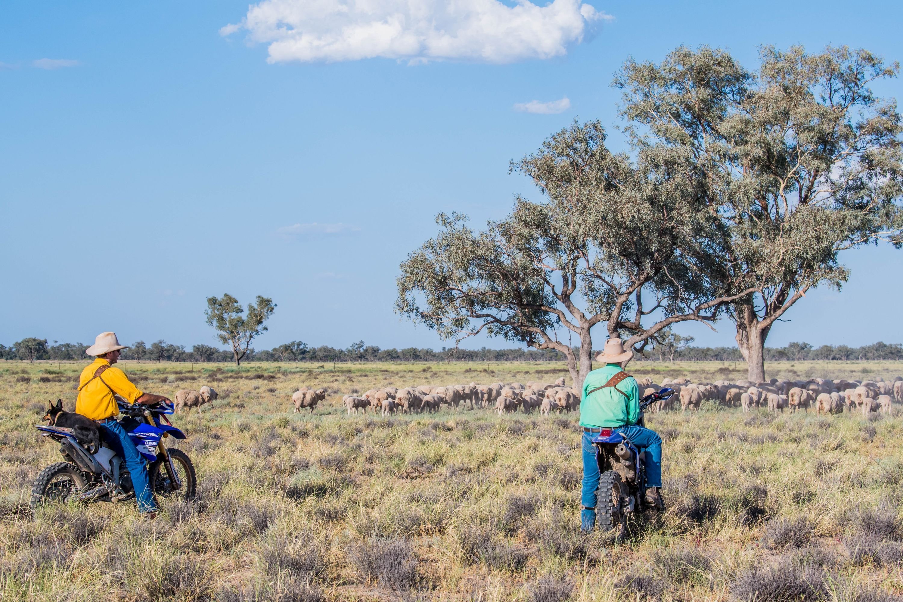 Global appetite for Australian red meat continues at pace: New records in exports for FY2024–25