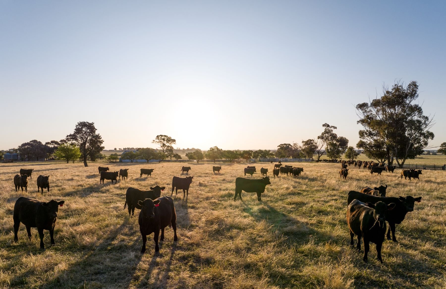 Australia backs wine, beef as tariff challenge looms