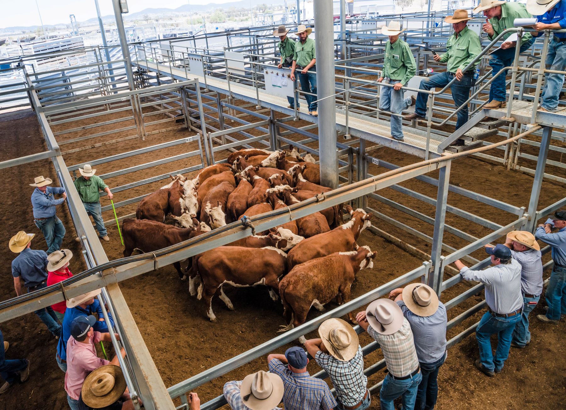 Strong feedlot demand boosts cattle market: MLA