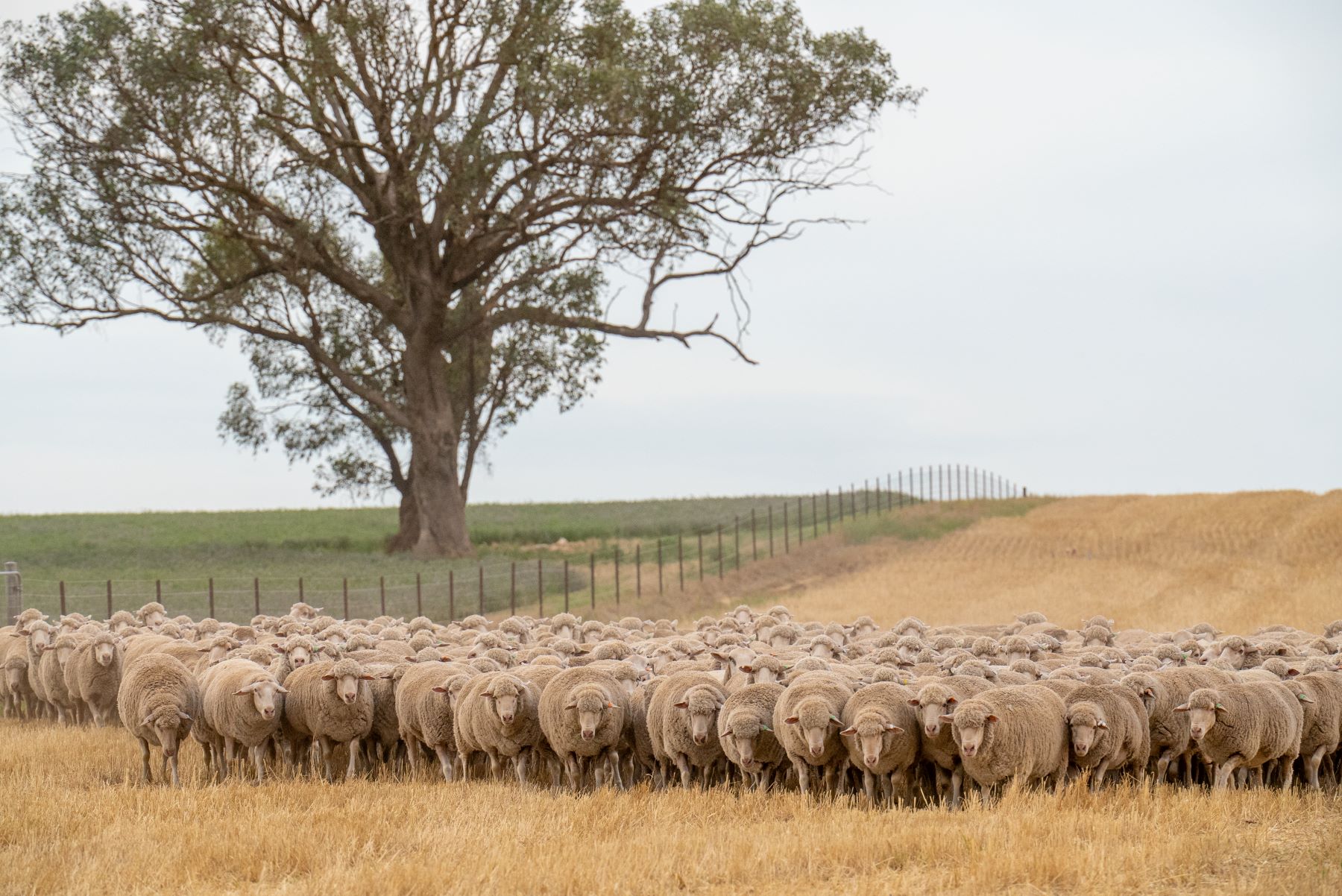 TOM'S MARKET MUSTER: Supply constrictions to impact sheep and lamb in 2025 and opportunity in a stable cattle market