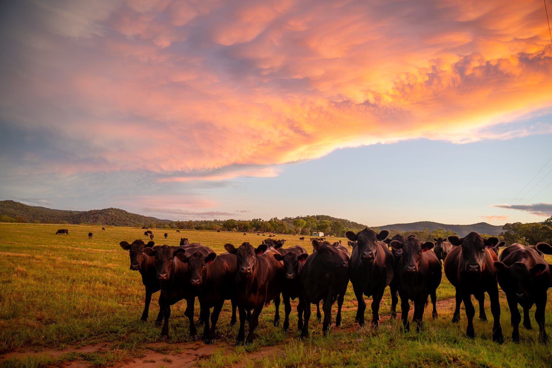 TOM'S MARKET MUSTER: Will the EYCI hit 750c/kg in 2025?