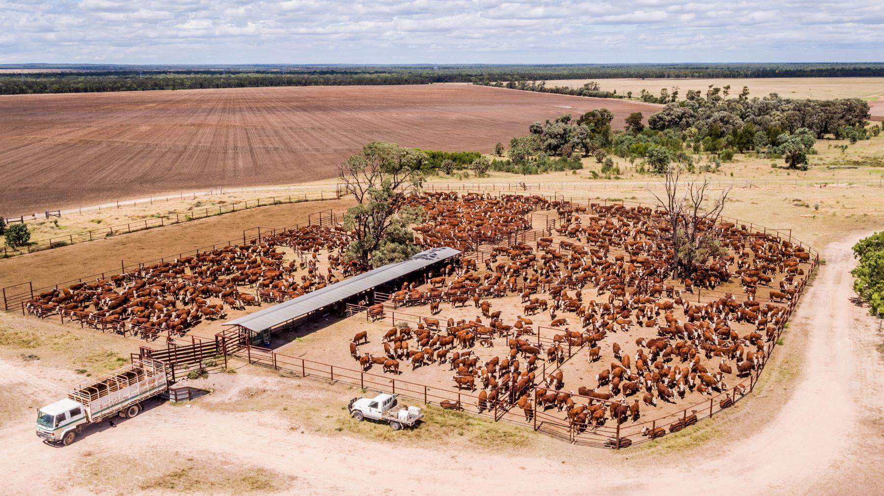 TOM'S MARKET MUSTER: German FMD outbreak shakes markets, Aussie wool prices climb
