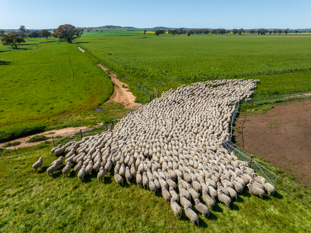Sheep producer sentiment rebounds with improved seasonal outlook and commodity prices