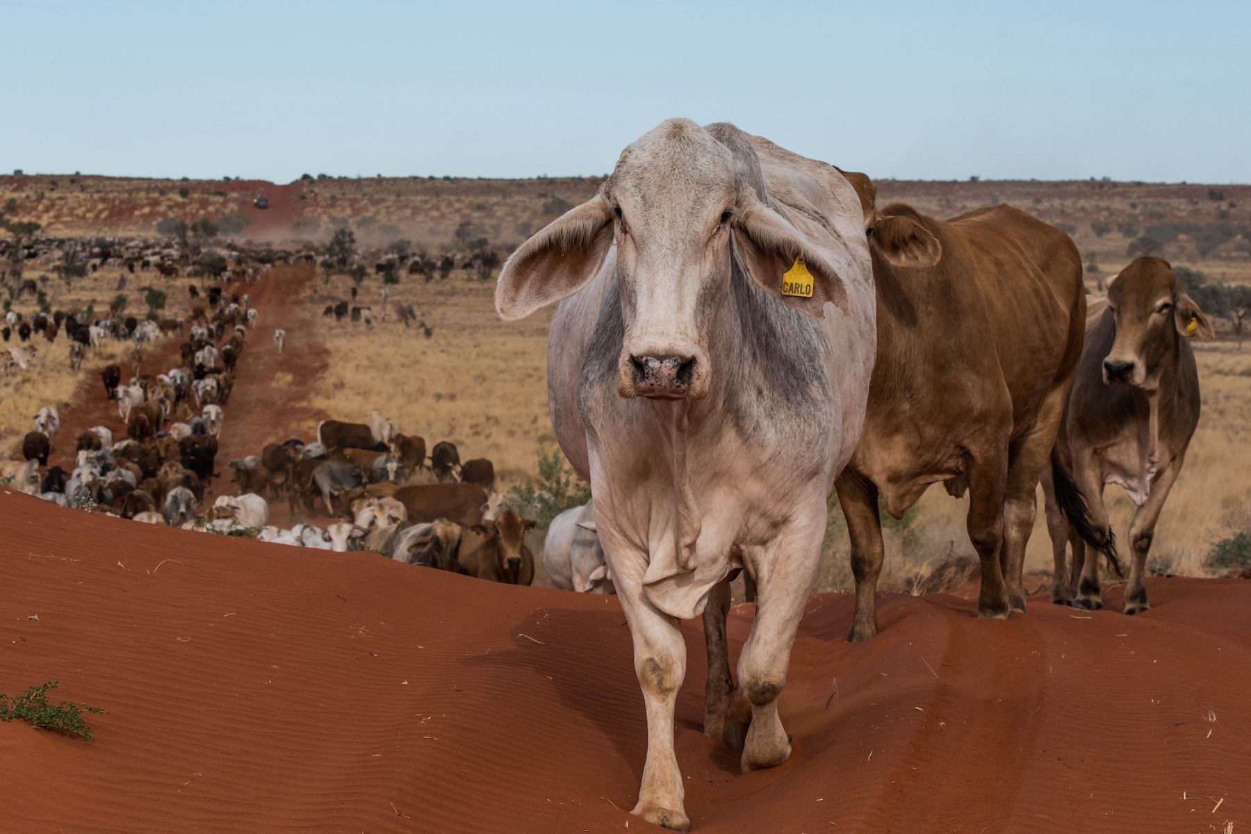 TOM'S MARKET MUSTER: Destocking or not? PTIC opportunities and the steer-heifer gap