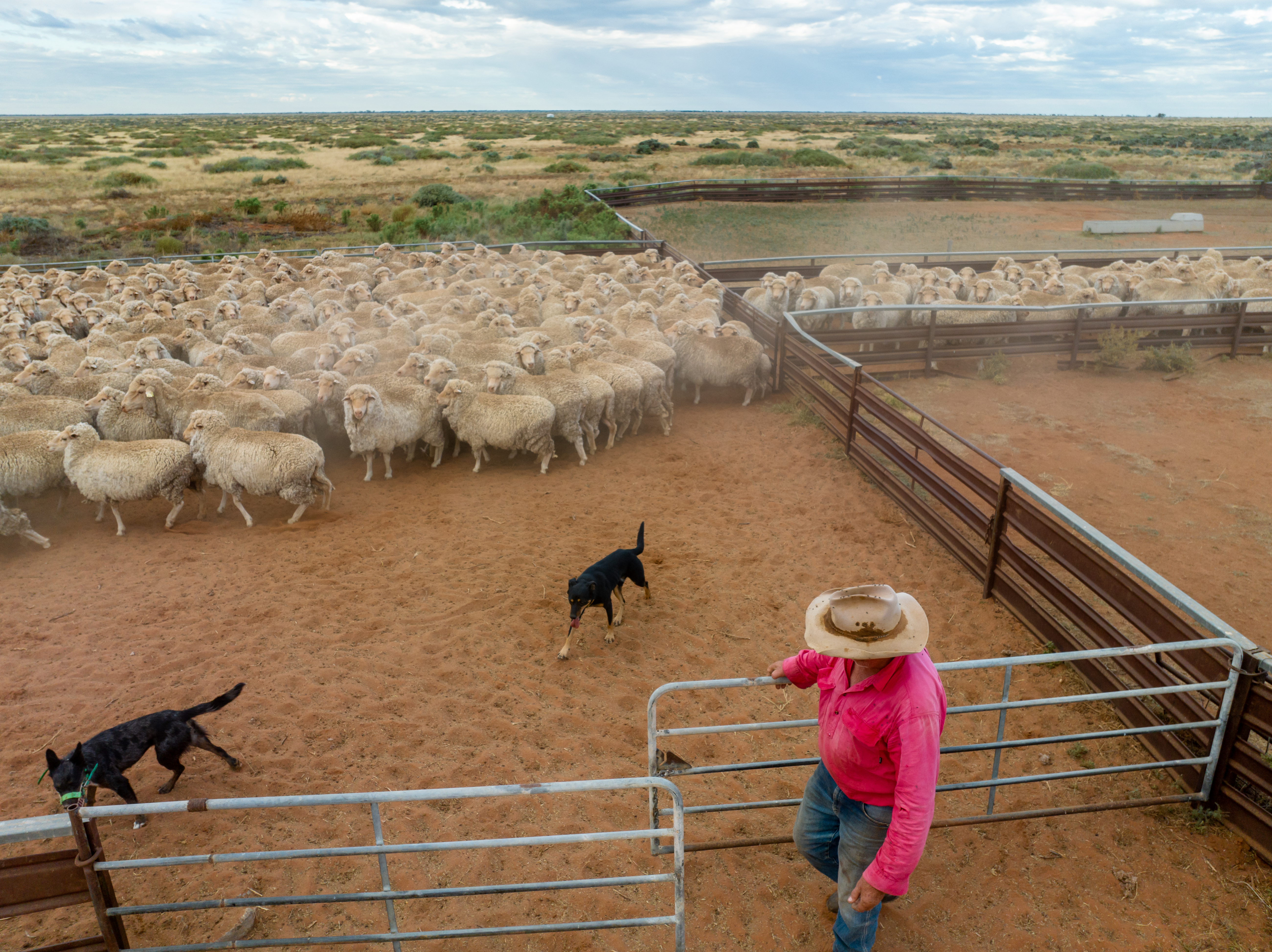 Rain, tight supply and economy impact on lamb demand