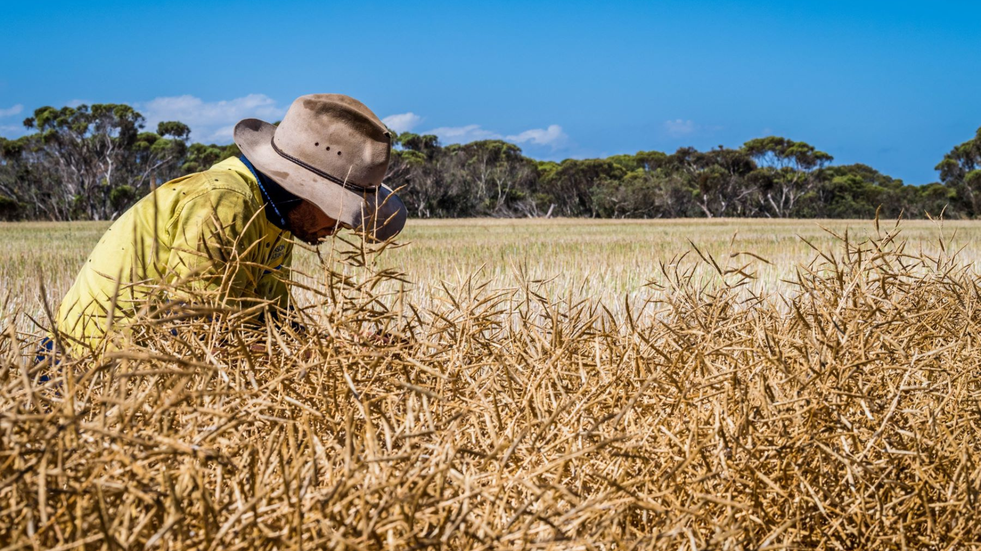 Global factors ease pressure on local livestock feed markets