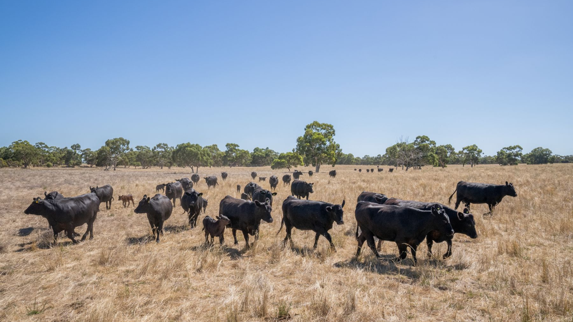 Beef confidence hits record highs: Survey