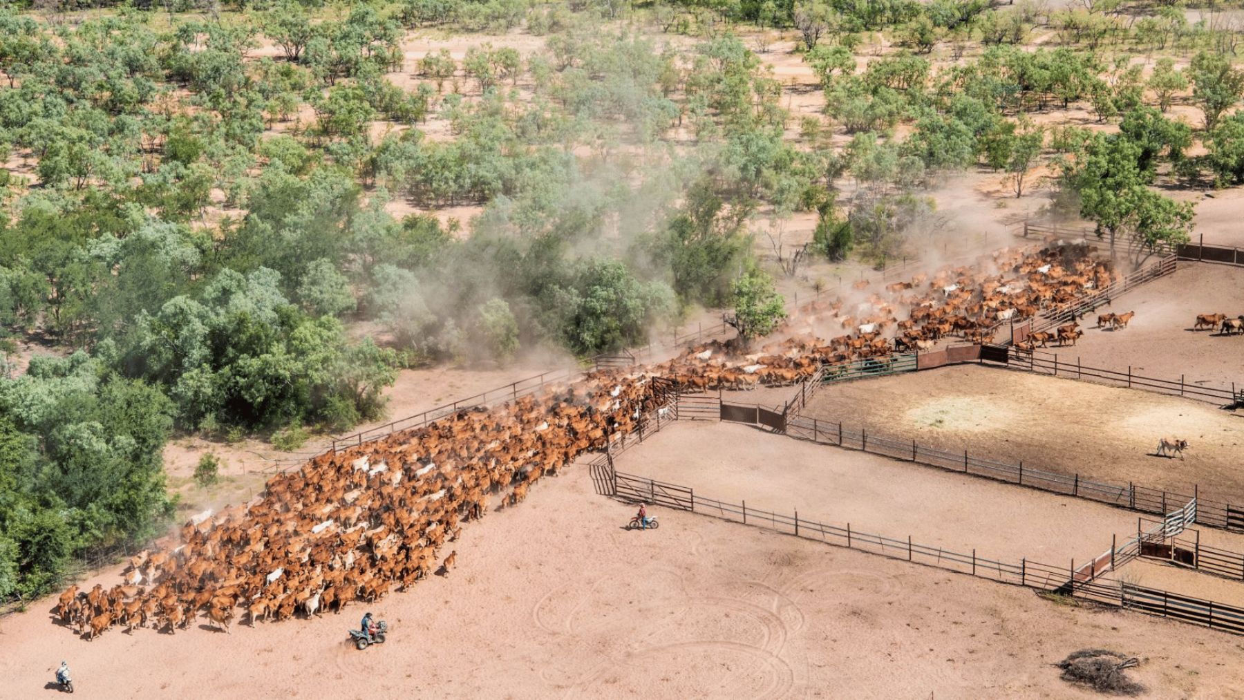 Cattle flows to be driven by seasonal shifts in 2025-26 selling season