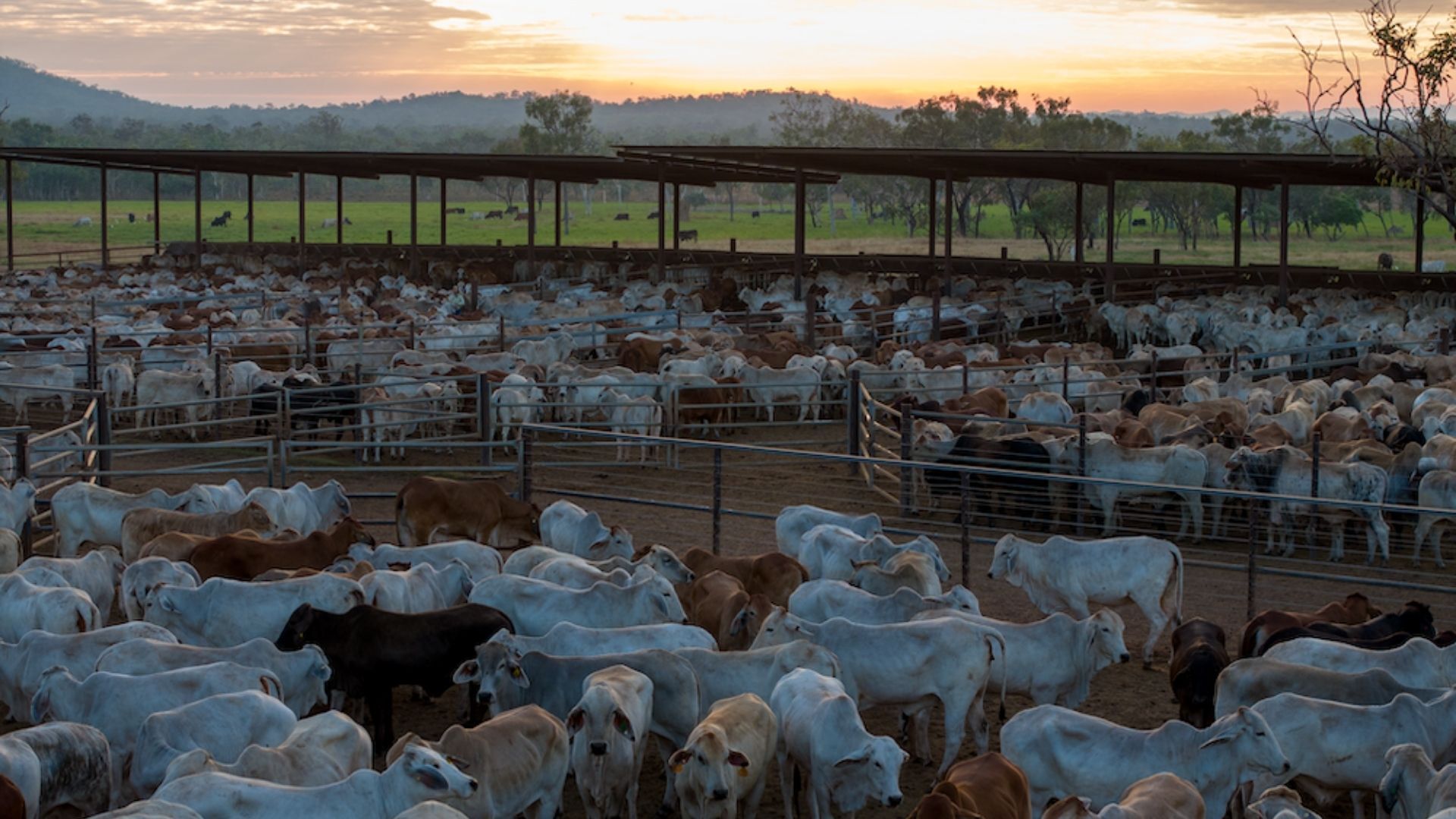 Weekly Cattle Market Report