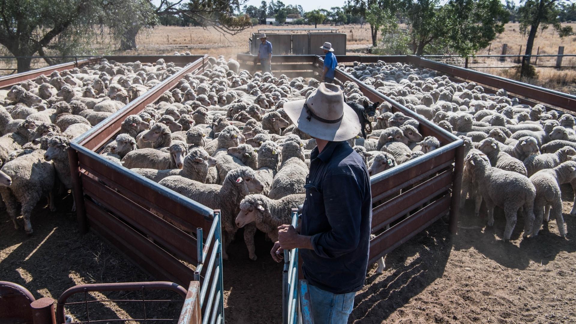 Is the forecasted 2025 lamb slaughter target on track?