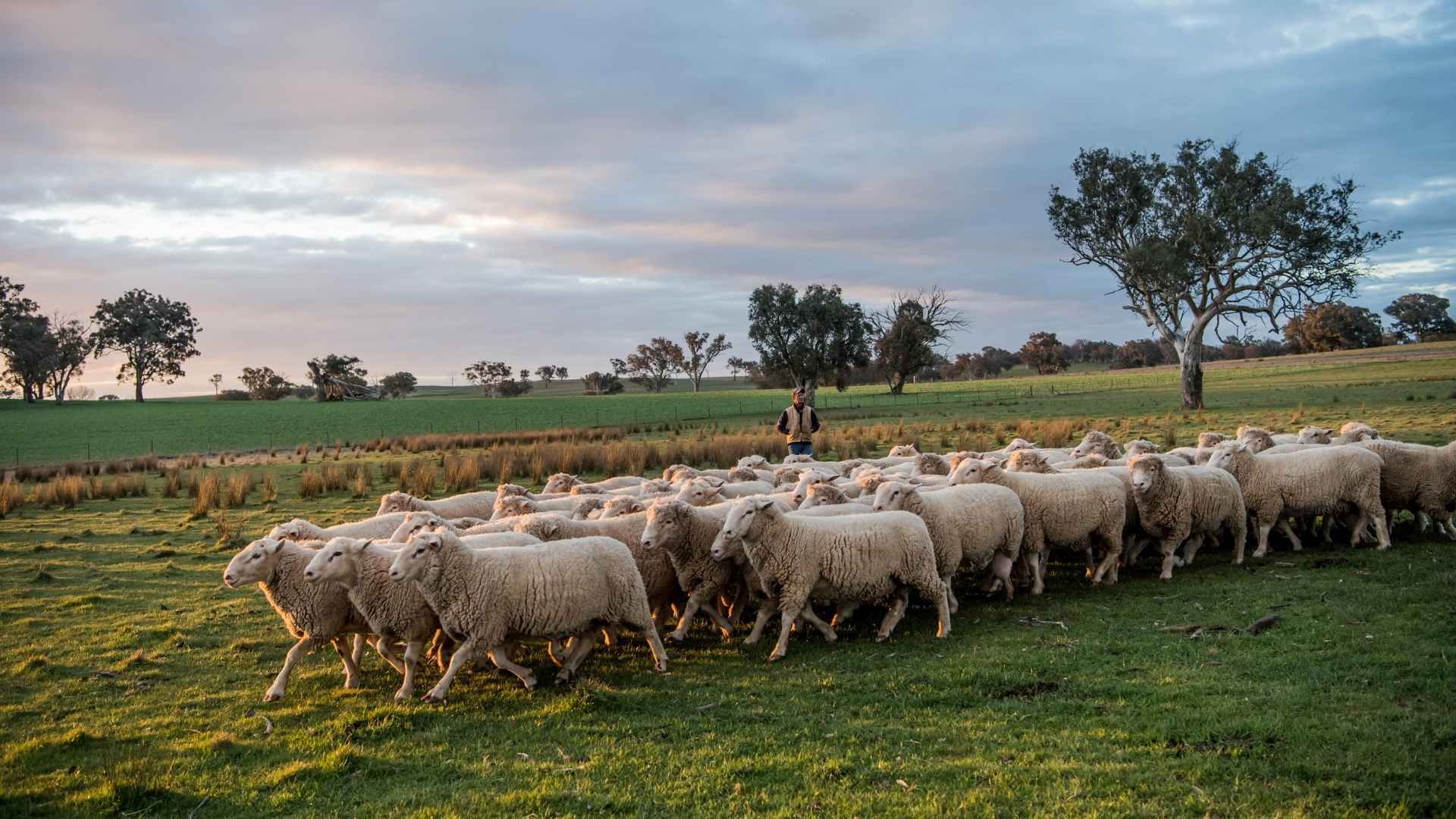 Weekly Sheep & Lamb Market Report