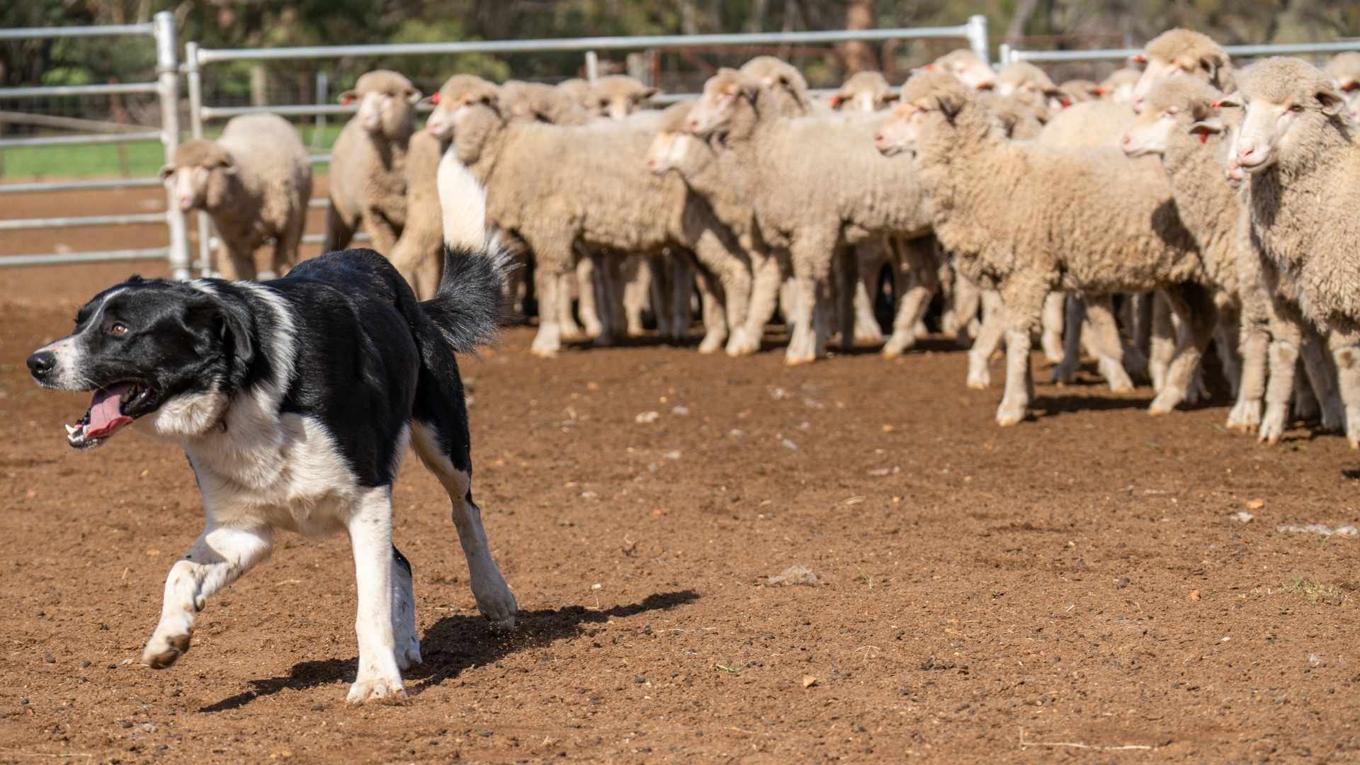 RBA hikes interest rates
